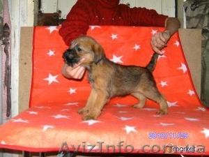 Щенки бордер терьера #170404
