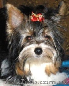 продам щенка Бивер Йорка девочку #158216