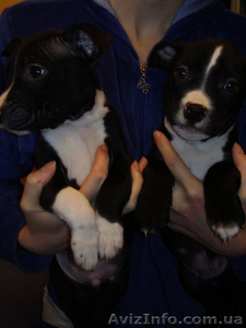 Щенки Ам. Стаффа #170924