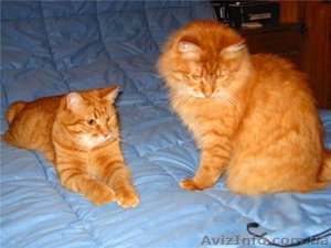 Два рыжих курильских бобтейла ДР 01.06.2009 #180935