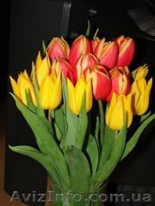 мукачево,  ужгород,  синевир на 8 марта,  экскурсия на праздники,  тур на  #157352