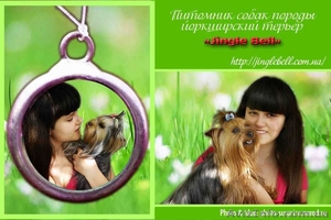 йоркширского терьера #160746