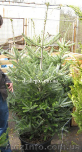 Пихта,   купить пихту Киев #174113