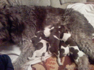 Продам щенков дратхаара #174098