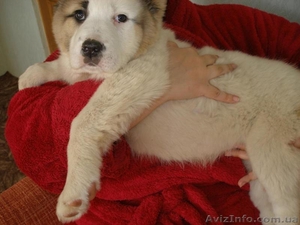 Щенки среднеазиатской собаки #164774