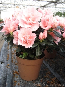 Цветы,  подарок на 8 марта,  примула,  бегония,  азалия,  оптом #179685