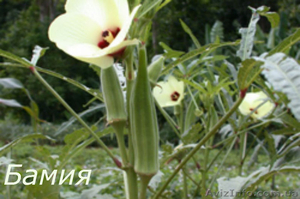 Семена лагенарии,  санберри,  бамии. #180961