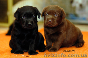 Черные щенки лабрадора в знаменитом питомнике Кеймсвон #182355
