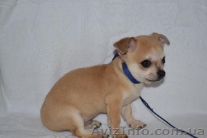 Элитные щеночки Чихуахуа #183413