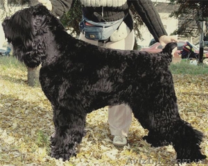 Щенок Русского Черного терьера #169576