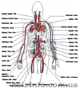 Полное обследование организма за 1 час #161003