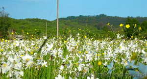 Туры-спецпроекты для школьных групп из Харькова! Львов,  Одесса,  Умань и др. ! #177308
