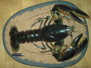 ГИГАНТСКИЙ ОМАР!!! #172223