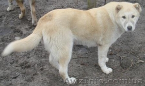 Продаются щенки-подростки кавказской овчарки  #169434