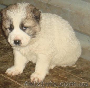 Щенки среднеазиатской овчарки пестрых окрасов #30798