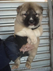 Щенки кавказской овчарки окрасы разные #169439