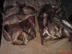 Продам лещь, плотву свежемороженную #172760