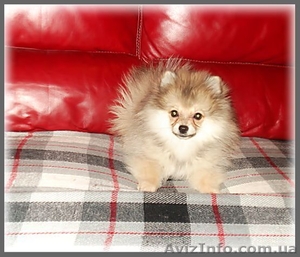 Карликовый померанский шпиц #180819