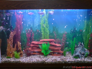 Строительство бассейнов,  прудов,  аквариумов. #166782