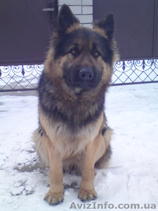 Щенки ищут хозяйна !!! #174167