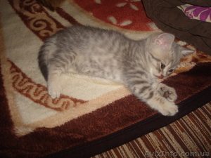 Продам котёнка шотландский веслоухий #177313