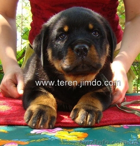 щенки ротвейлера от Яшина вом Кумельзии #168478