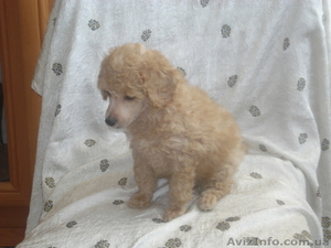 елена т.063-944-99-83 056-721-22-63                             #175582