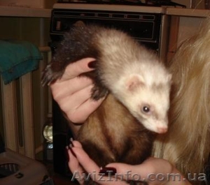 Продам хорька 1000грн #183350