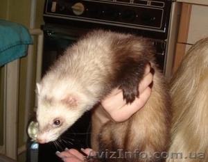 Продам Хорька девочку #182406
