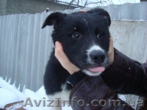 мы ждем добрых ручек!!!0665522498 #161046