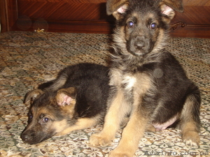 Продам щенков Немца #168456