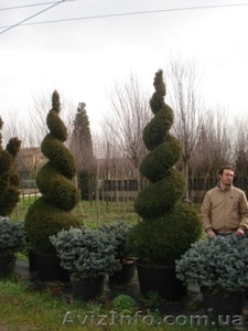 Тис,   тис ягодный,   купить тис Киев #174133