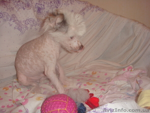 Щенок  - мальчик- КИТАЙСКАЯ ХОХЛАТАЯ,  ОДЕССА #174833