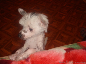 Щенок  - ДЕВОЧКА- КИТАЙСКАЯ ХОХЛАТАЯ,  ОДЕССА #174823