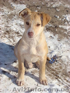 Отдам в хорошие руки маленького не породистого щенка #172035