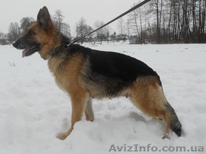  щенки немецкой овчарки. #181691