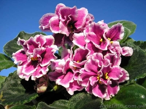 Сортовые фиалки: Распродам Излишки #160810