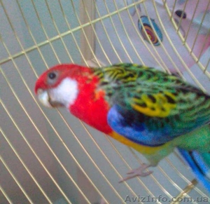 Розелла пестрая самец #171950