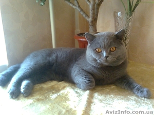 ЖЕНЮСЬ НА КОШЕЧКЕ БРИТАНКЕ! #174804