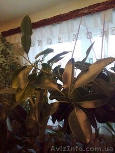 Фикус продам  #160519