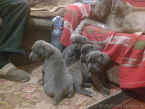 щенки мастино-неополетано (не ополетанский мастиф) #180026