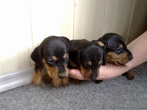 Продам щенков таксы от элитных родителей из питомников С-Петербурга,  Будёновский #178699