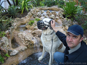 ВЫГУЛ СОБАК.НЕДОРОГО #172399