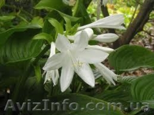 Продам  Хосту для озеленения участка #179041