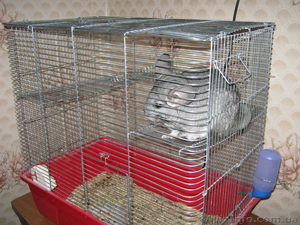 Шиншилла самочка #167996