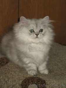 продается персидская шиншилла - девочка #173120