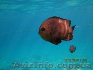 Поиск тура по всем направлениям на сайте ТА Маяк  #163887