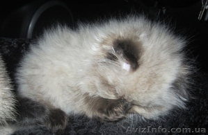 Гималайские котята окраса колор-пойнт #178469