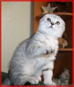 Шикарные мальчишки вислоушки и прямоушки #173773