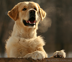 Кобель Золотистого ретривера для племенного использования Украина,  г.Тернополь   #168553